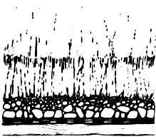 Верхний слой дерна; Нижний слой корнями вверх; Гравий; Гидроизоляция; Дощатый настил